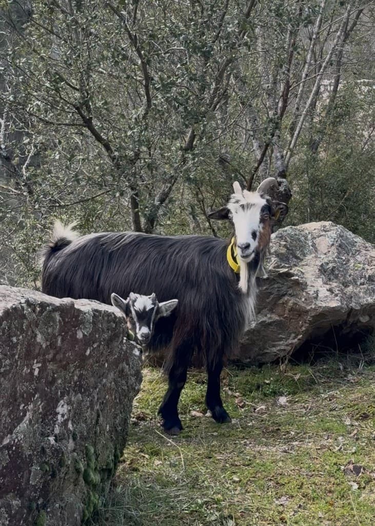 La Corse sauvage avec chevre et chevreau